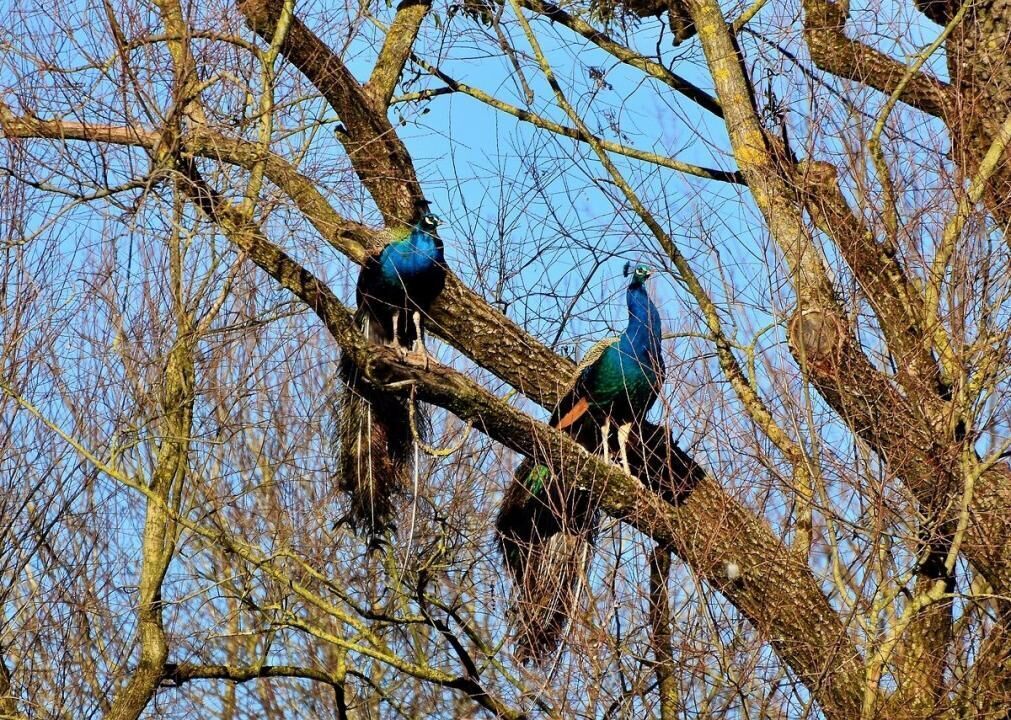 Peacocks